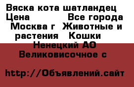 Вяска кота шатландец › Цена ­ 1 000 - Все города, Москва г. Животные и растения » Кошки   . Ненецкий АО,Великовисочное с.